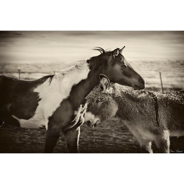 Kissing Horses II by David Drost - Wrapped Canvas Photograph Brambly Cottage Size: 51cm H x 76cm W x 3.8cm D on Productcaster.