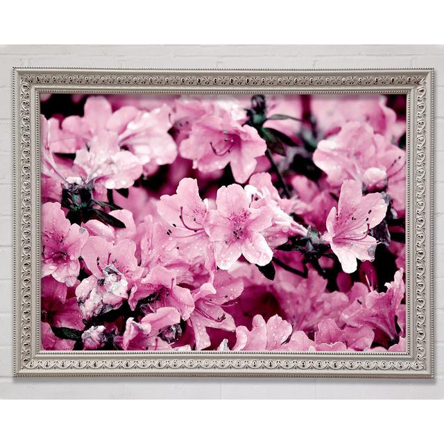 Pink Ocean Spray - Single Picture Frame Art Prints Bright Star Size: 84.1cm H x 118.9cm W on Productcaster.