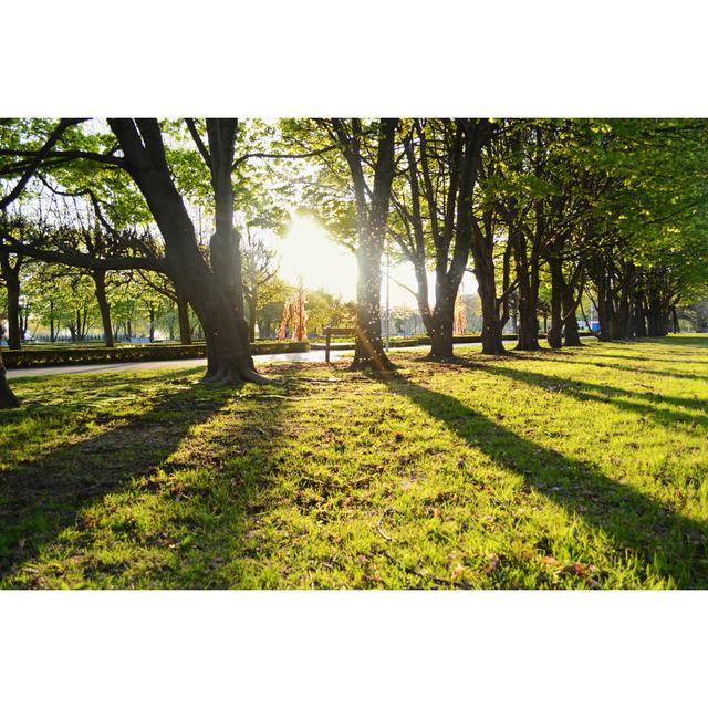 Lauriann Trees At The Sunset - Wrapped Canvas Photograph 17 Stories Size: 30cm H x 46cm W x 3.8cm D on Productcaster.