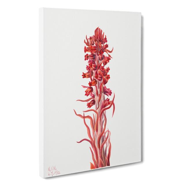 Snow Plant by Mary Vaux Walcott - Wrapped Canvas Painting East Urban Home Size: 60cm H x 40cm W x 3cm D on Productcaster.