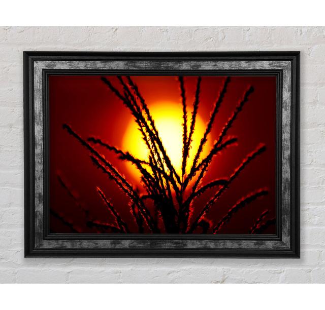 As The Sun Lights Up The Reeds - Single Picture Frame Art Prints Bright Star Size: 84.1cm H x 142.2cm W x 8cm D on Productcaster.