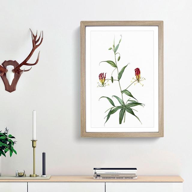 Flame Lily Flowers by Pierre-Joseph Redoute - Picture Frame Art Print East Urban Home Size: 65cm H x 48cm W x 2cm D, Frame Option: Oak Framed on Productcaster.