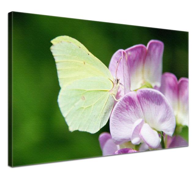 Brimstone Butterfly Photographic Print on Canvas East Urban Home Size: 70cm H x 100cm W x 4cm D on Productcaster.