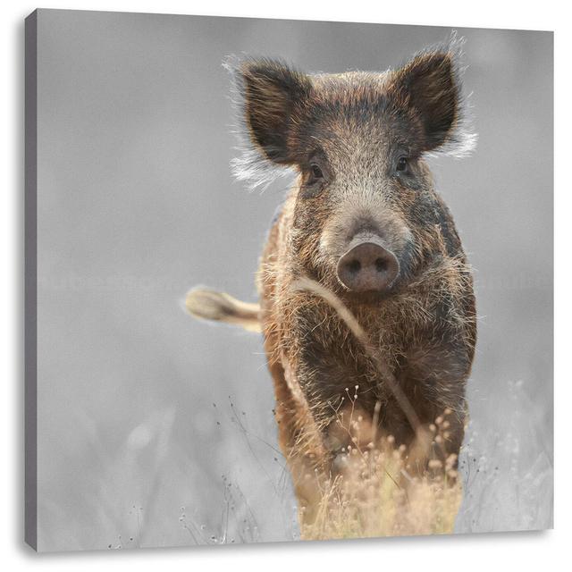 Leinwandbild Curious Wild Boar in a Field Sommerallee Größe: 70 cm H x 70 cm B x 1,8 cm T on Productcaster.