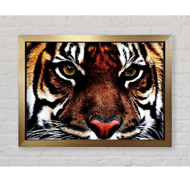 Male Tiger Face - Single Picture Frame Art Prints Bright Star Size: 42cm H x 59.7cm W on Productcaster.