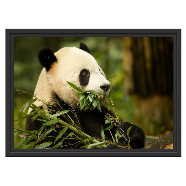 Gerahmtes Wandbild Pandabär beim Fressen East Urban Home Größe: 40 cm H x 55 cm B on Productcaster.