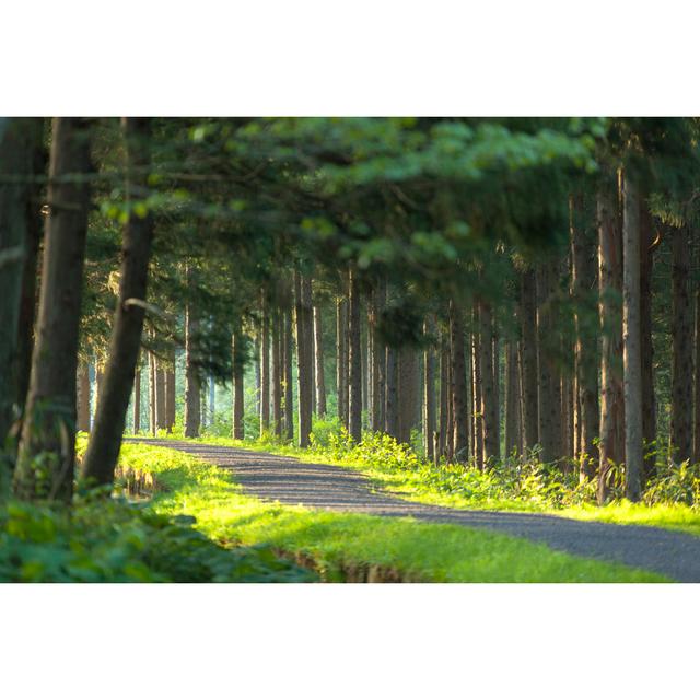 Green Forest - Wrapped Canvas Photograph Union Rustic Size: 30cm H x 46cm W x 3.8cm D on Productcaster.