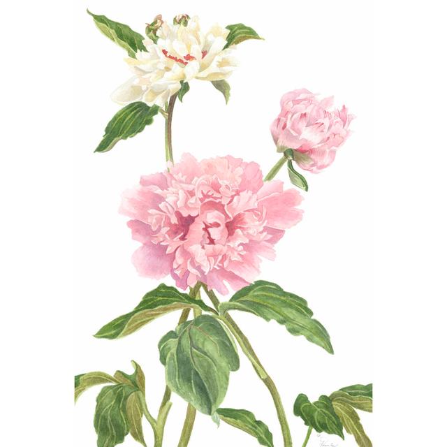 Peony II by Pamela Shirley - Wrapped Canvas Graphic Art Rosalind Wheeler Size: 91cm H x 61cm W on Productcaster.