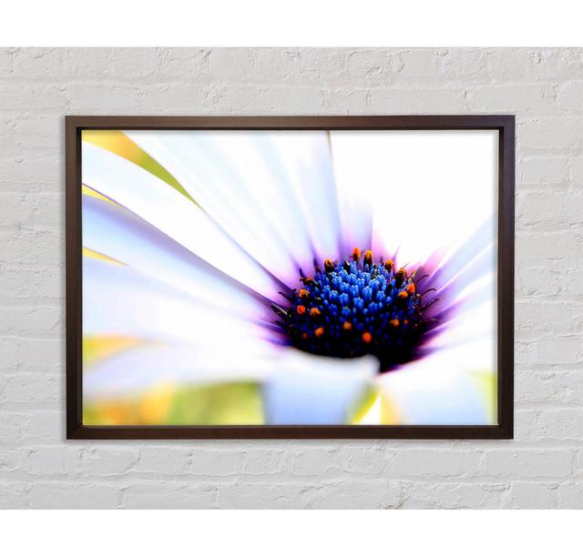 Purple Daisy Centre - Single Picture Frame Print Brayden Studio Size: 100cm H x 141.4cm W x 3.3cm D, Format: Walnut Framed Canvas on Productcaster.