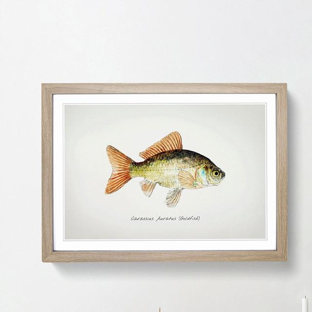 Illustration of a Goldfish by F.E. Clarke - Picture Frame Painting Print East Urban Home Size: 36cm H x 48cm W x 2cm D, Frame Option: Oak Framed on Productcaster.