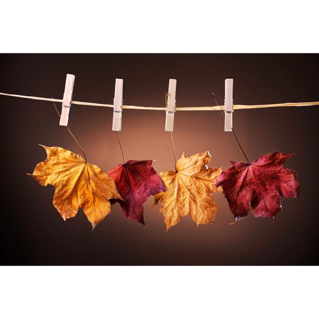 Autumn Coloured Maple Leaves - Print 17 Stories Size: 61cm H x 91cm W on Productcaster.