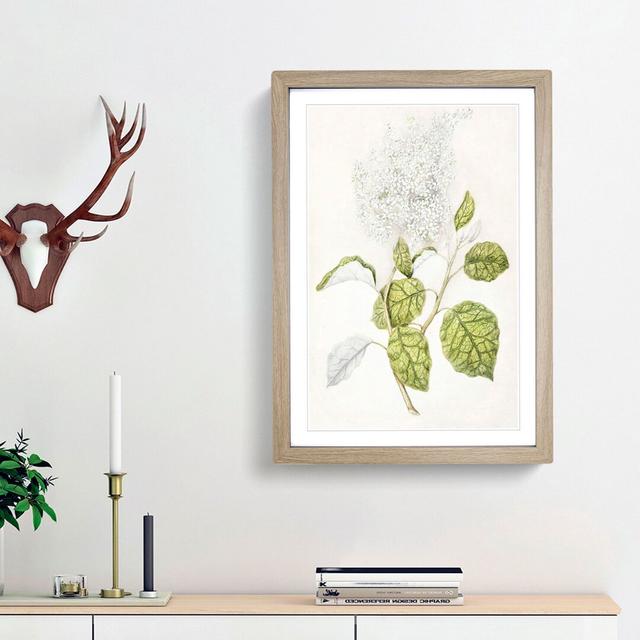 Rangiora Flowers by Sarah Featon - Picture Frame Painting Print East Urban Home Frame Option: Oak Framed, Size: 48cm H x 36cm W x 2cm D on Productcaster.