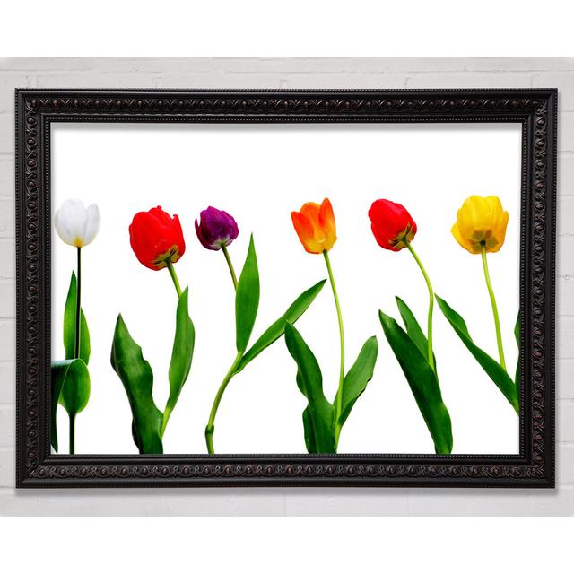 Colours Of Tulips - Single Picture Frame Art Prints Bright Star Size: 42cm H x 59.7cm W on Productcaster.