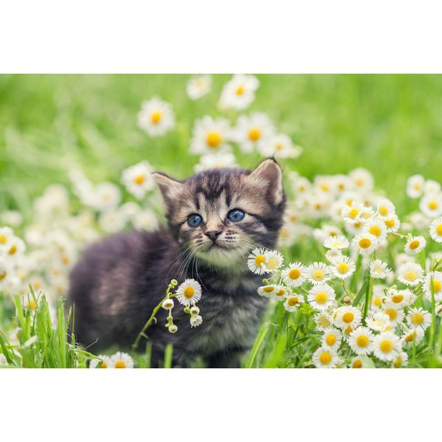 Cute Kitten Relaxing in Flowers by Vvvita - Wrapped Canvas Photograph Ebern Designs Size: 61cm H x 91cm W x 3.8cm D on Productcaster.