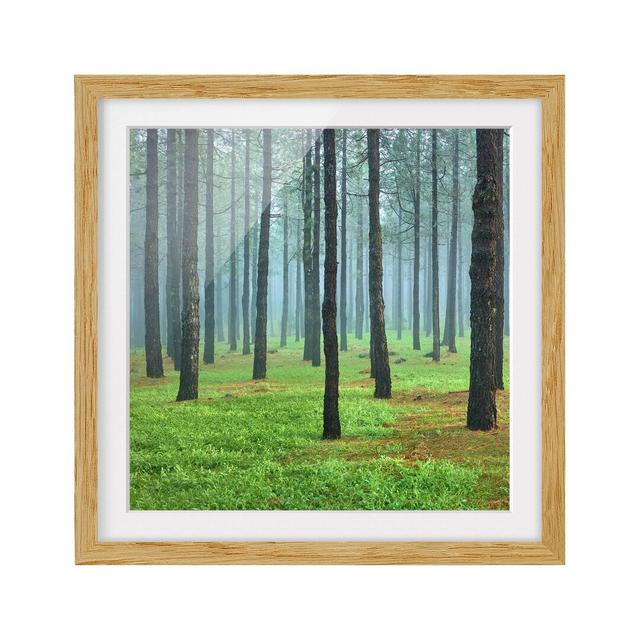 Thick Forest with Pine Trees on La Palma - Picture Frame Photographic Art Print on Paper East Urban Home Frame Options: Natural oak, Size: 50cm H x 50 on Productcaster.