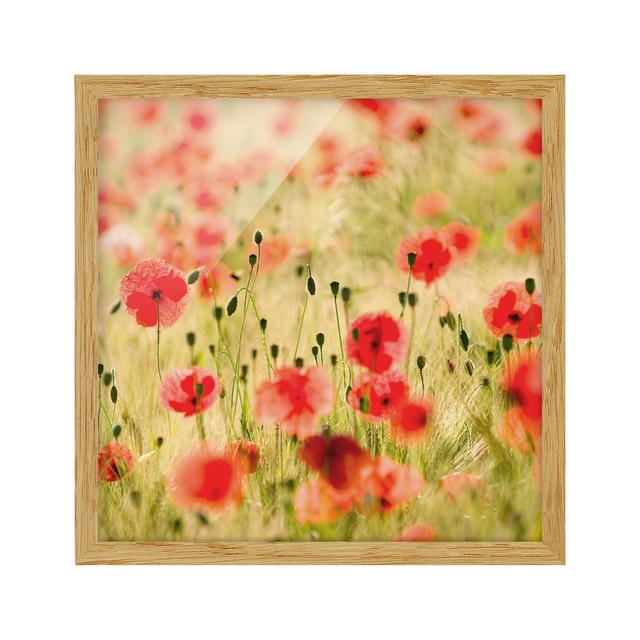 Summer Poppies - Picture Frame Photograph Rosalind Wheeler Frame Option: Brown Framed, Size: 50cm H x 50cm W x 2cm D on Productcaster.