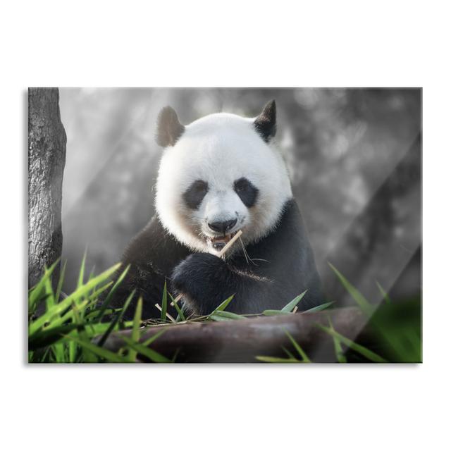 Cute Panda Eating Bamboo - Unframed Photograph on Glass Brayden Studio Size: 70cm H x 100cm W x 0.4cm D on Productcaster.