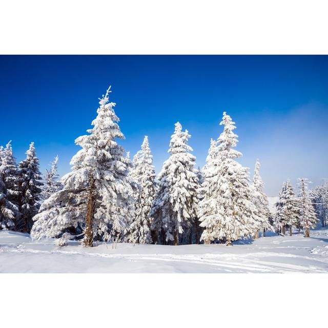 Henryville Pine Trees in Snow - Wrapped Canvas Photograph Alpen Home Size: 81cm H x 122cm W x 3.8cm D on Productcaster.