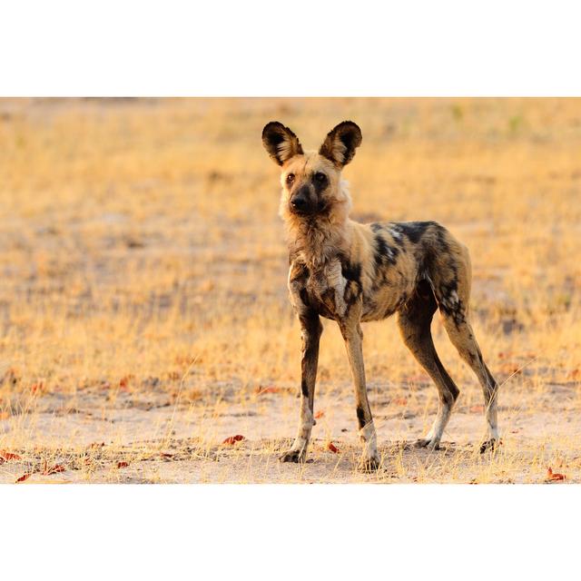 Wild Dog - Wrapped Canvas Print Ebern Designs Size: 61cm H x 91cm W on Productcaster.