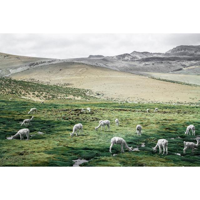 Field Of Lambs Brambly Cottage Size: 51cm H x 76cm W x 3.8cm D on Productcaster.