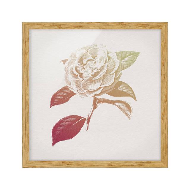 Modern Vintage Botany Rose Red Green - Picture Frame Graphic Art Rosalind Wheeler Frame Option: Brown, Size: 50cm H x 50cm W x 2cm D on Productcaster.