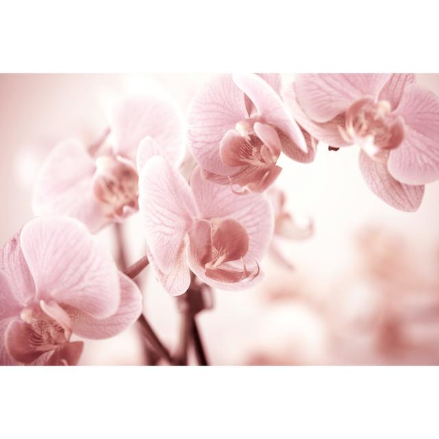 Orchid - Wrapped Canvas Print 17 Stories Size: 20cm H x 30cm W x 3.8cm D on Productcaster.