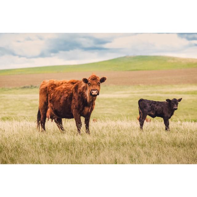 Red Angus Cow - Wrapped Canvas Print Wall Art Production Network Size: 81cm H x 122cm W x 3.8cm D on Productcaster.