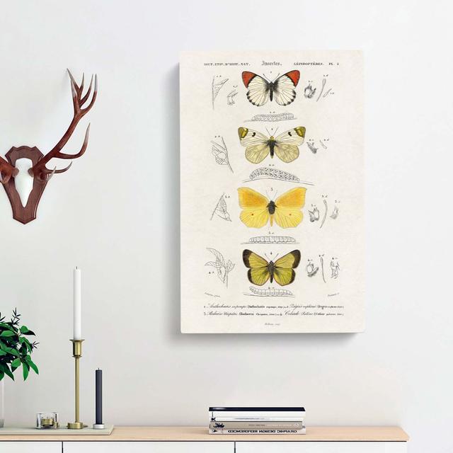 Butterfly Illustrations PL. 2 by Charles D' Orbigny - Wrapped Canvas Painting Print East Urban Home Size: 76cm H x 50cm W x 3cm D on Productcaster.