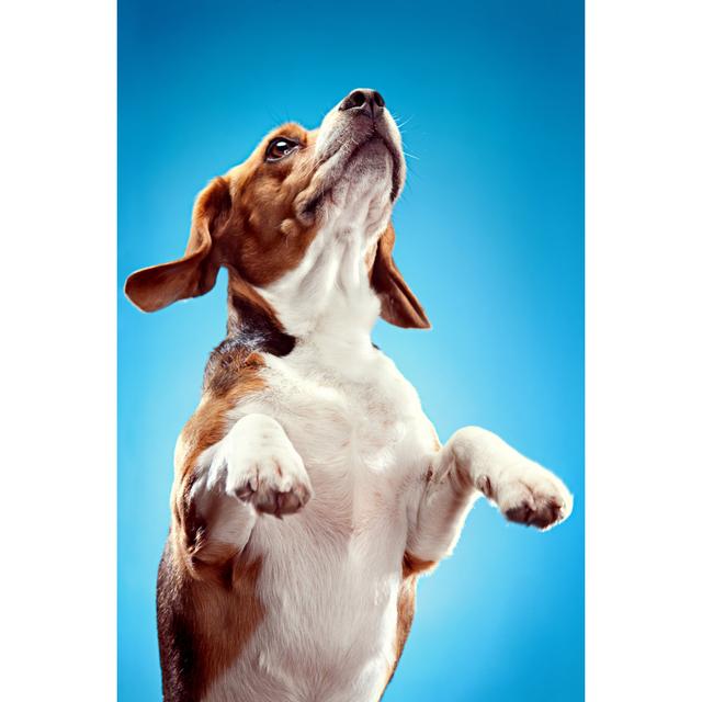 Jumping Beagle by Ryanjlane - Wrapped Canvas Art Prints 17 Stories Size: 91cm H x 61cm W on Productcaster.