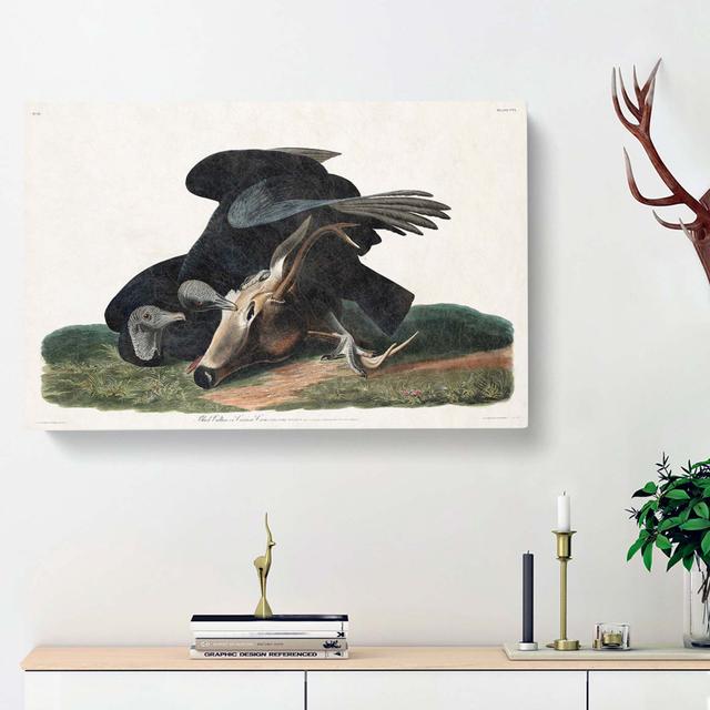 Black Vultures by John James Audubon - Wrapped Canvas Painting Print East Urban Home Size: 40cm H x 60cm W x 3cm D on Productcaster.