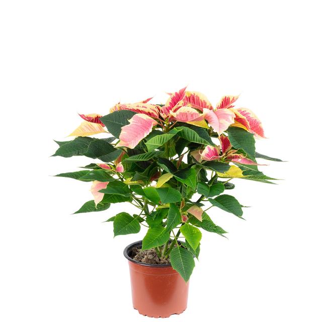 Christmas star marble 4 - 6 shoots - Euphorbia pulcherrima The Seasonal Aisle on Productcaster.