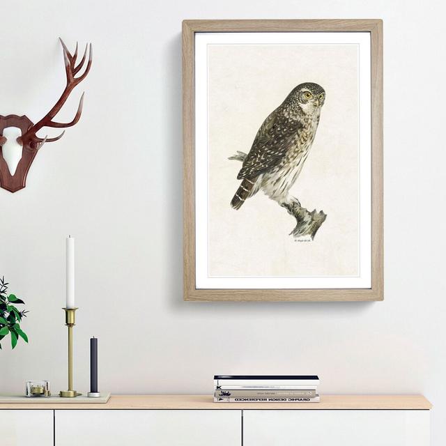 Eurasian Pygmy Owl by Von Wright - Picture Frame Graphic Art Print East Urban Home Frame Option: Oak Framed, Size: 36cm H x 27cm W x 2cm D on Productcaster.