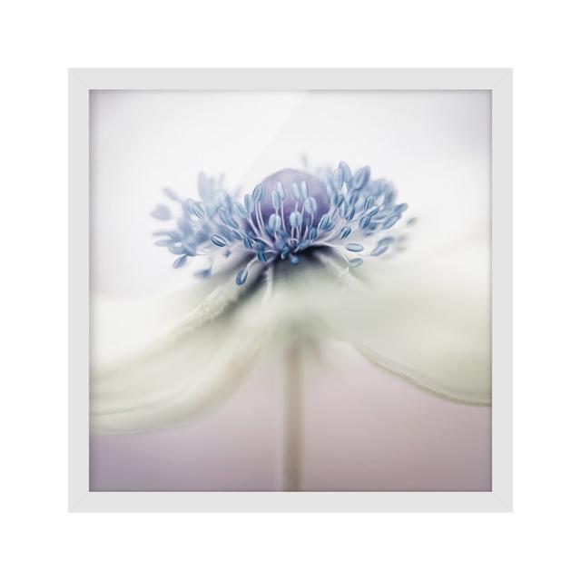 Anemone in Purple - Picture Frame Photograph Ebern Designs Size: 30cm H x 30cm W x 2cm D, Frame Option: White Framed on Productcaster.