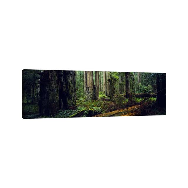 Trees In A Forest, Hoh Rainforest, Olympic National Park, Washington State, USA - Wrapped Canvas Panoramic Print Union Rustic Size: 50.8cm H x 152.4cm on Productcaster.