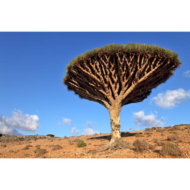 Wolfsburg Dragon Tree in Desert - Wrapped Canvas Photograph Natur Pur Size: 30cm H x 46cm W x 3.8cm D on Productcaster.