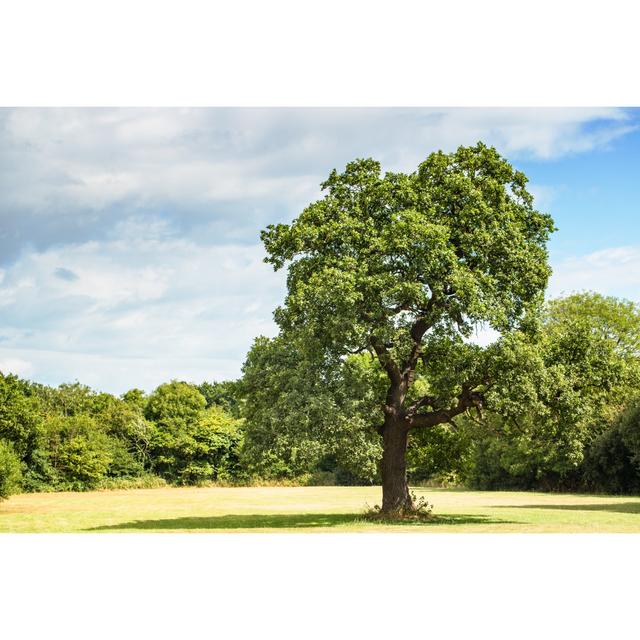 Oak Tree by CBCK-Christine - Wrapped Canvas Print 17 Stories Size: 51cm H x 76cm W on Productcaster.