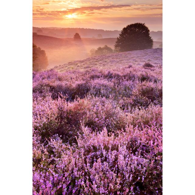 Blooming Heather At Sunrise - Wrapped Canvas Print 17 Stories Size: 76cm H x 51cm W x 3.8cm D on Productcaster.