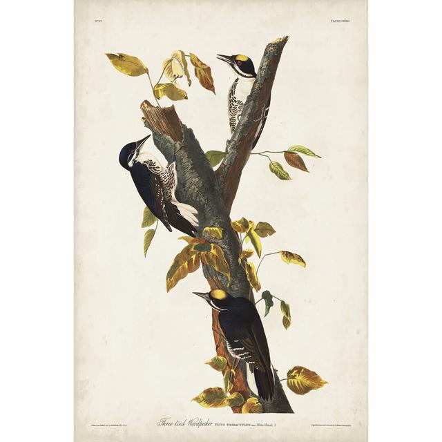 Gerahmtes Holzbild Pl. 132 Three-Toed Woodpecker von John Audubon Marlow Home Co. Größe: 122cm H x 81cm B on Productcaster.