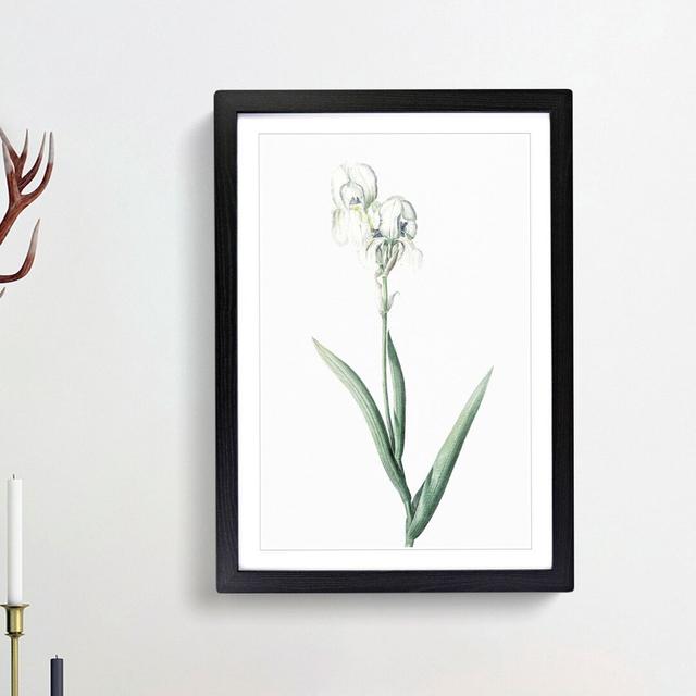 Tall-Bearded Iris by Pierre-Joseph Redoute - Picture Frame Art Print East Urban Home Frame Option: Black Framed, Size: 65cm H x 48cm W x 2cm D on Productcaster.