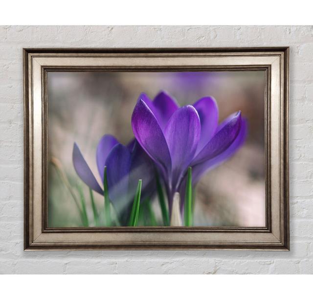 Purple Crocus Opening Up - Print Bright Star Size: 21cm H x 42cm W x 8cm D on Productcaster.