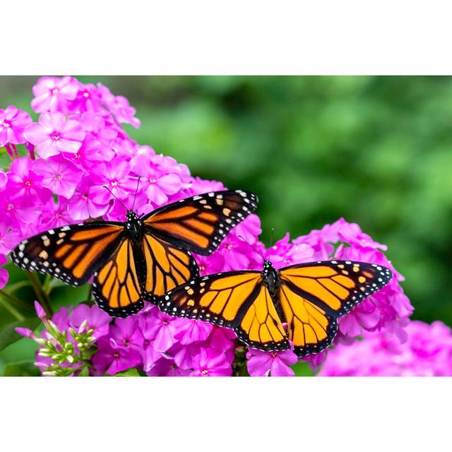 Monarch Love by Patty_c - No Frame Print on Canvas 17 Stories Size: 30cm H x 46cm W on Productcaster.