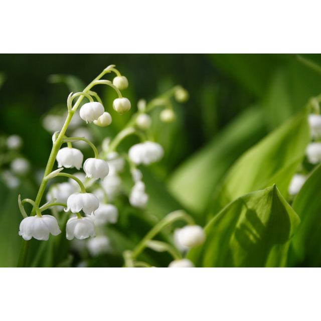 Lily Of The Valley - Wrapped Canvas Print Ebern Designs Size: 51cm H x 76cm W x 3.8cm D on Productcaster.