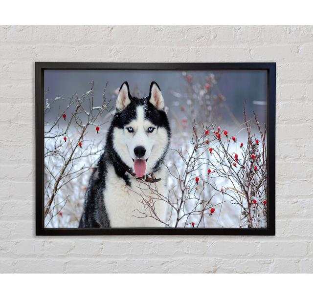 Husky Hund im Winter - Einzelne Bilderrahmen Kunstdrucke auf Leinwand Bright Star Größe: 59,7 cm H x 84,1 cm B x 3,3 cm T on Productcaster.