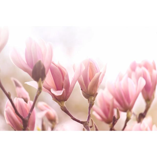 Magnolia Tree by Winyuu - Wrapped Canvas Print 17 Stories Size: 30cm H x 46cm W on Productcaster.