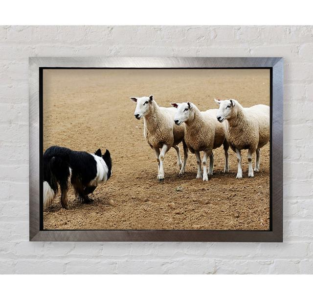 Sheepdog Roundup - Print Bright Star Size: 59.7cm H x 84.1cm W x 3.4cm D on Productcaster.