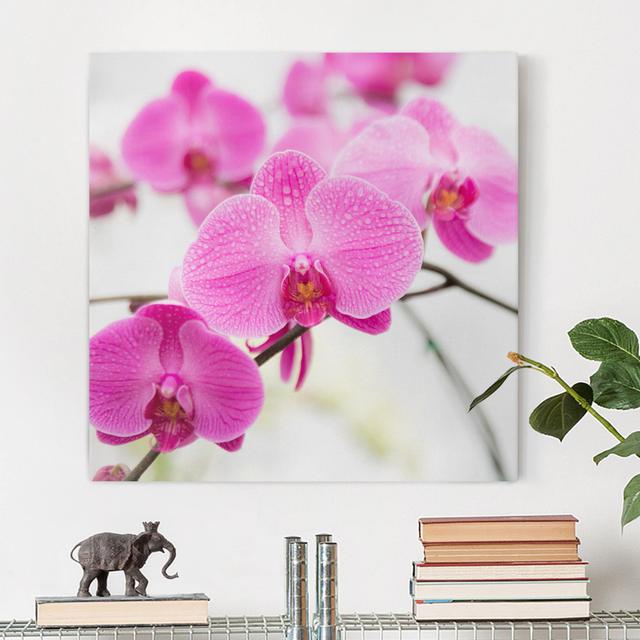 Close-Up of an Orchid - Wrapped Canvas Art Prints Ebern Designs Format: 260g/m² Canvas, Size: 50cm H x 50cm W on Productcaster.