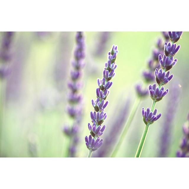 Lavender On A Sunny Day by Rike_ - No Frame Print on Canvas 17 Stories Size: 81cm H x 122cm W on Productcaster.