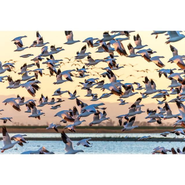 Flock Of Snow Geese Flying by Spondylolithesis - No Frame Art Prints on Canvas Beachcrest Home Size: 81cm H x 122cm W on Productcaster.