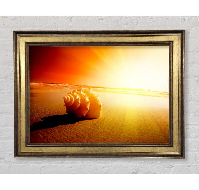 Seashell And Sun - Single Picture Frame Art Prints Bright Star Size: 84.1cm H x 142.2cm W x 8cm D on Productcaster.