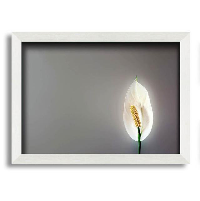 White Lily Heaven - Single Picture Frame Art Prints Latitude Run Size: 21cm H x 29.7cm W on Productcaster.